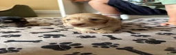 Miniature Dachshund dogs for sale: Kc Reg, Health Tested, IVDD Screened Mum  - Advert 1