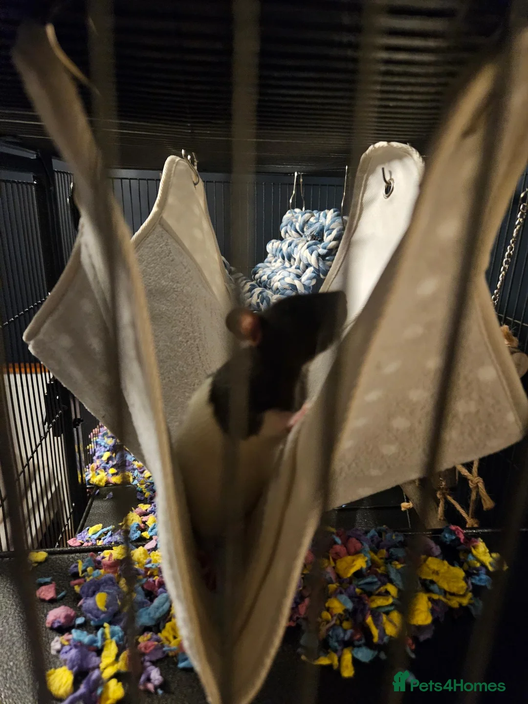 Rat rodents for sale: 4 males rats in Salisbury - Advert 2