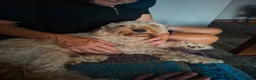 Cockapoo dogs for sale: cockapoo  - Advert 1