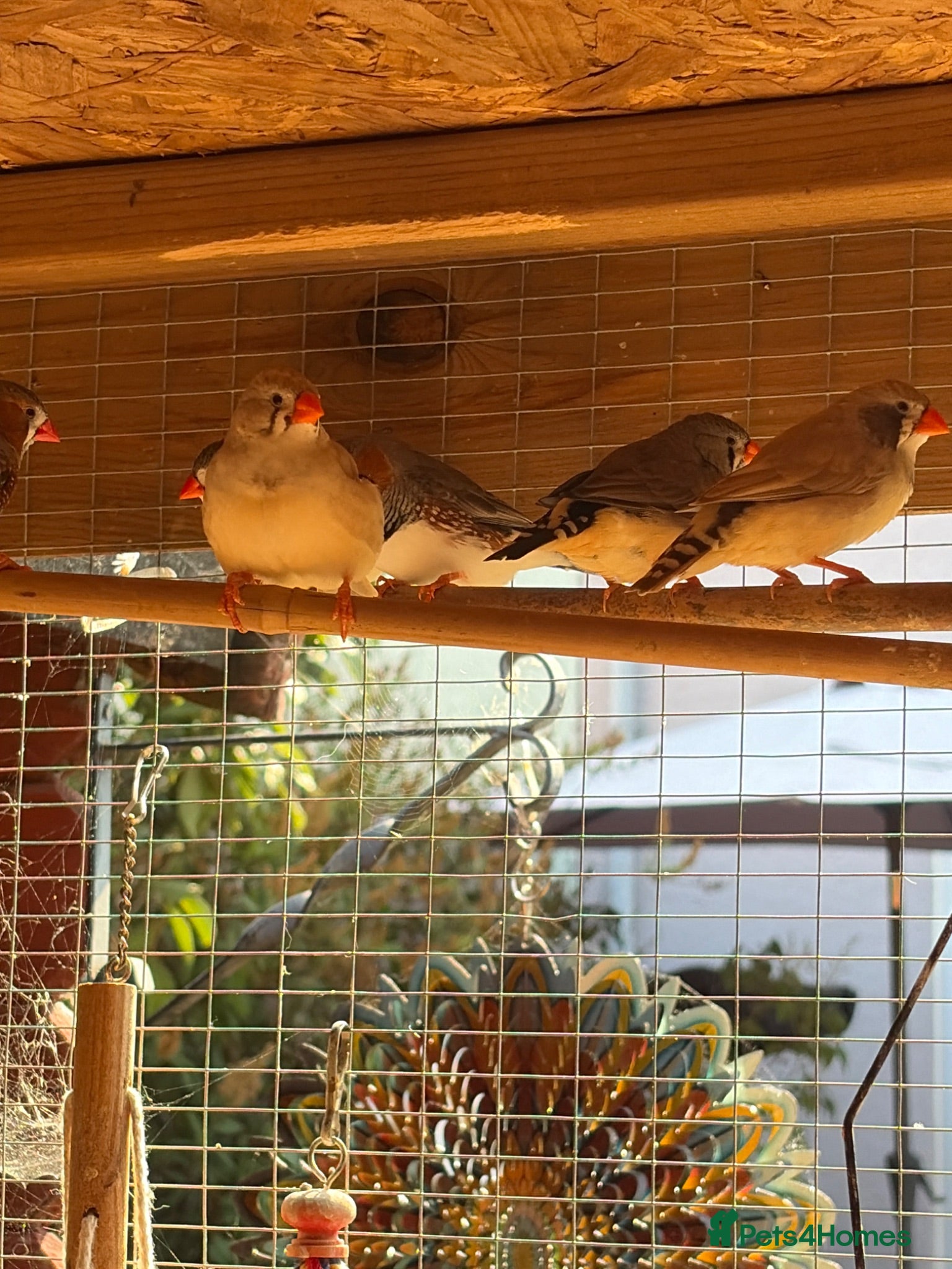 Finches birds 8 zebra finch male and female - Advert 2