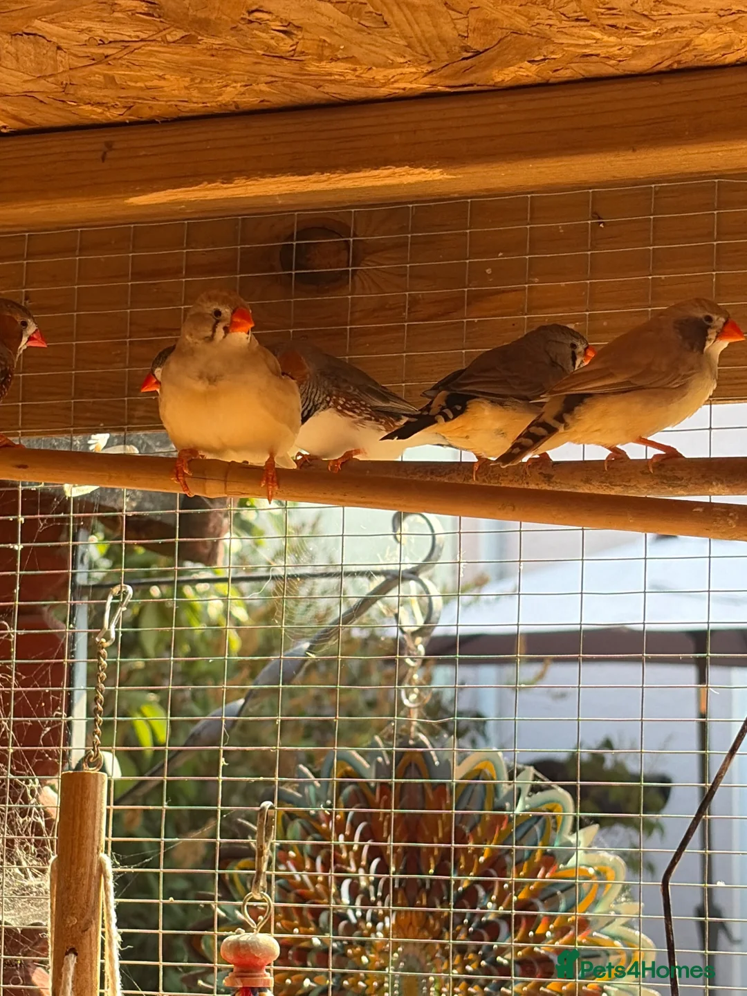 Finches birds for sale: 8 zebra finch male and female - Advert 1