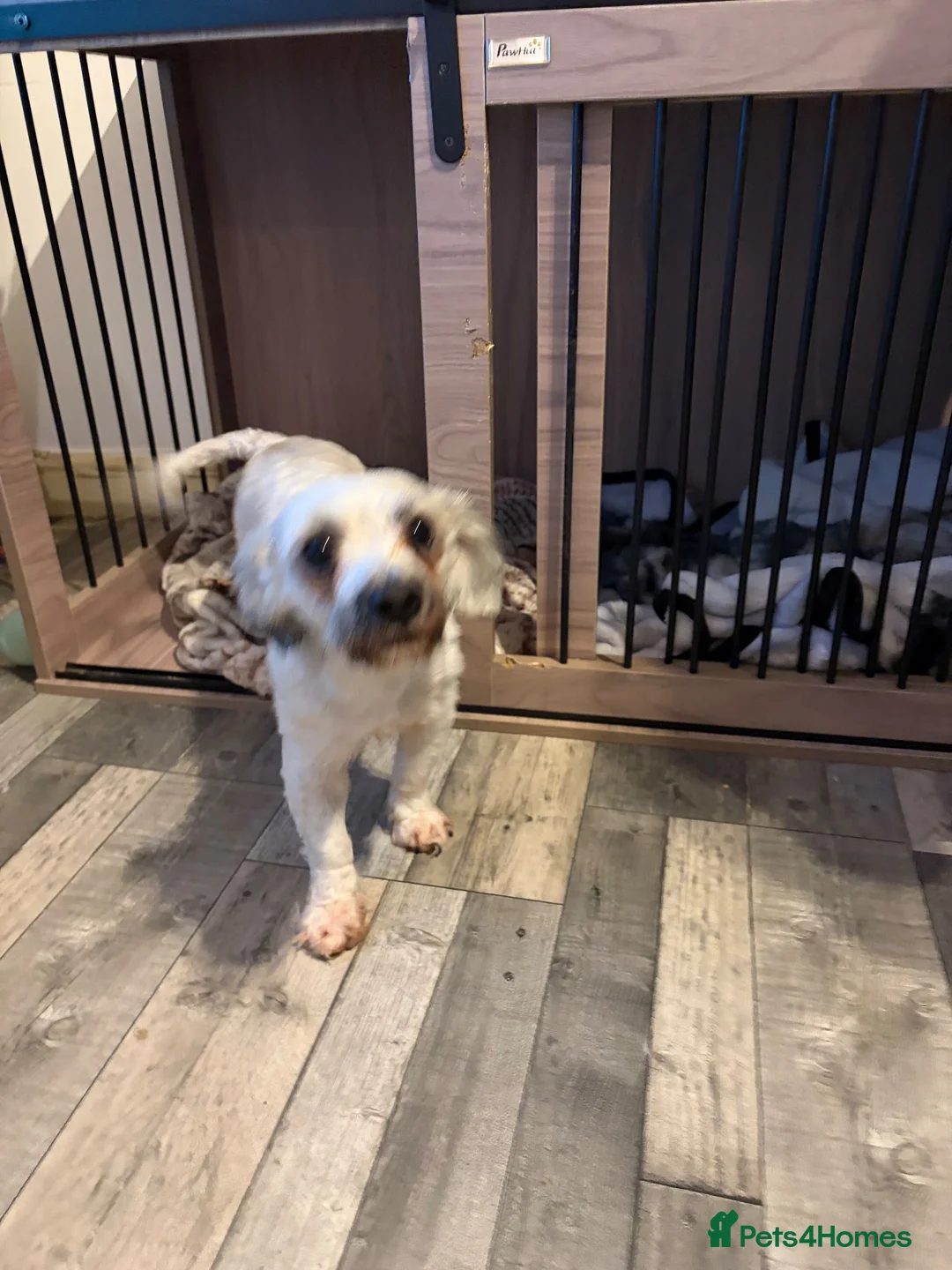 Chorkie dogs for sale: This is coco in Rhyl - Advert 5