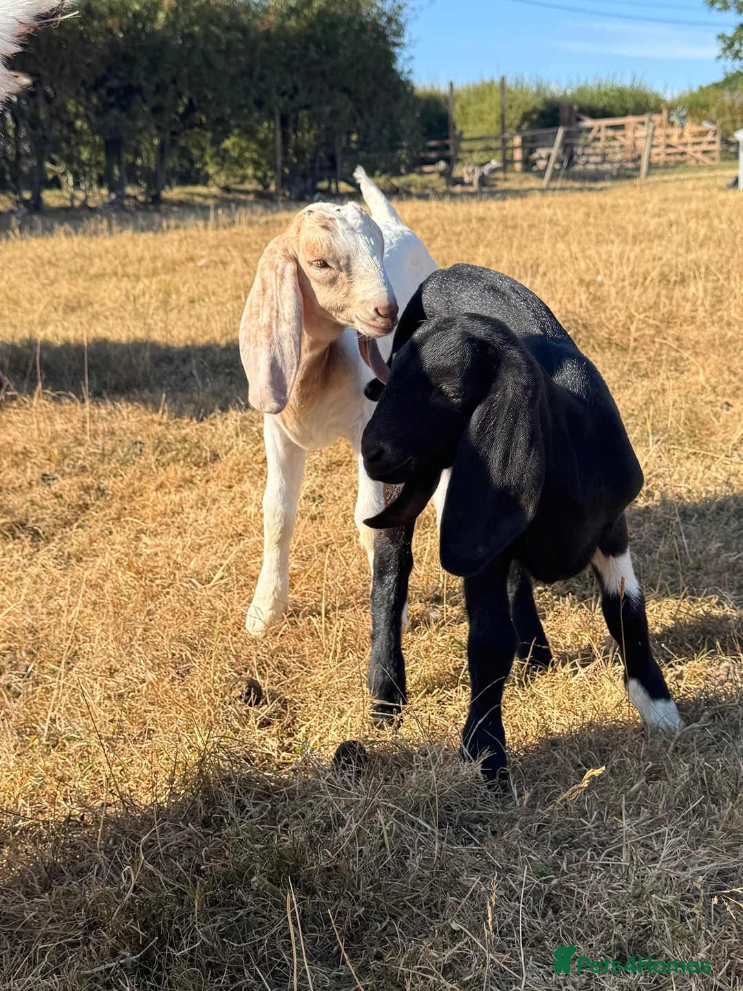 Goats livestock for sale: Anglo Nubian x Boer brother and sister kid goats  - Advert 1