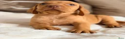 Hungarian Vizsla dogs for sale: Little Hungarians, Big ♥️ RKC Vizsla Puppies - Advert 4