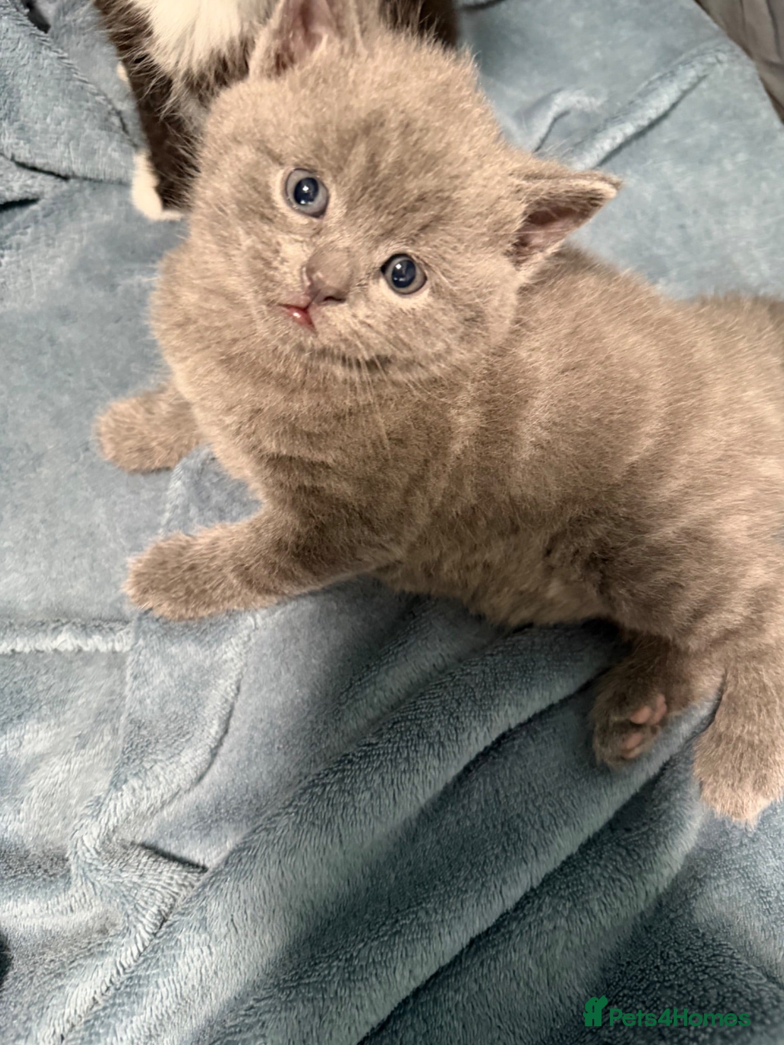 Mixed Breed cats Adorable Kittens Ready from 1st August - Advert 7