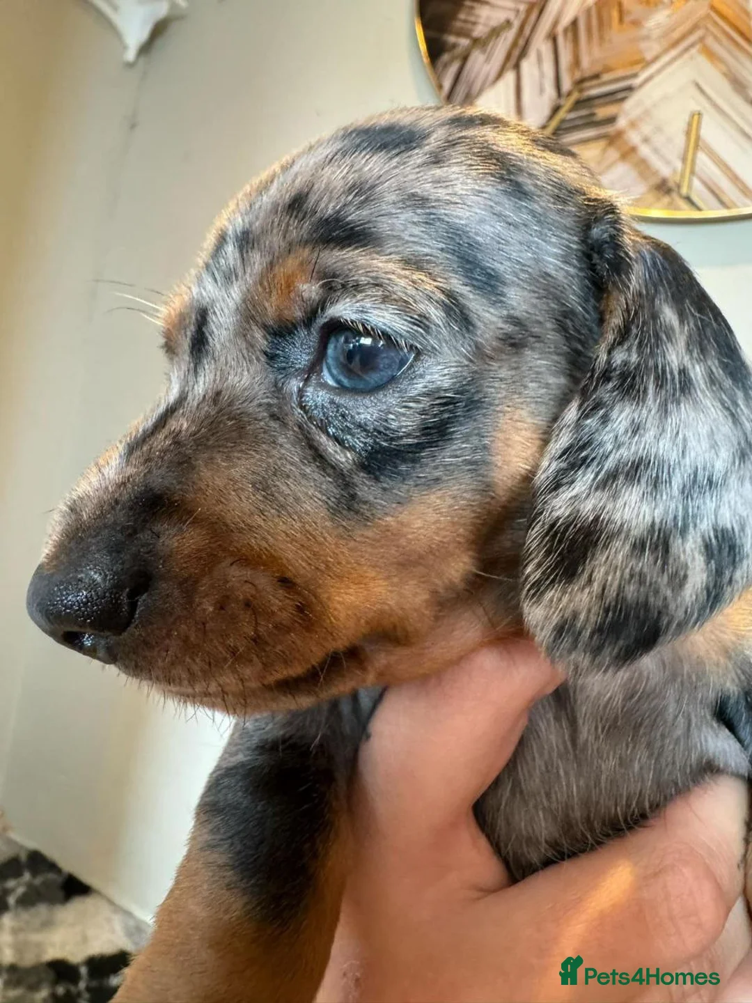 Dachshund dogs for sale: Beautiful Miniature Dachshund Puppies - Advert 15