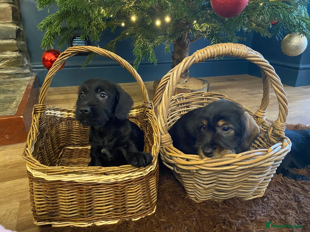 Mixed Breed dogs for sale: For Sale German wire haired pointer  x dashound  - Advert 10