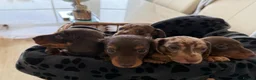 Miniature Dachshund dogs for sale: Miniature Dachshund Puppies  in Sheerness - Advert 13