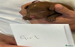 Cockapoo dogs for sale: Red, Chocolate and Merle Cockapoo Puppies - Image 8