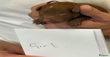 Cockapoo dogs - Advert 11