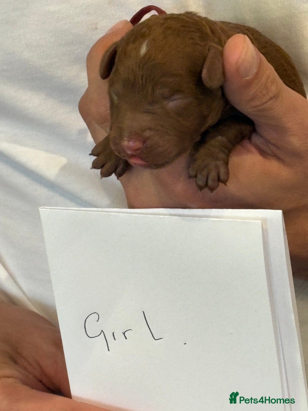 Cockapoo dogs for sale: Red, Chocolate and Merle Cockapoo Puppies - Image 8