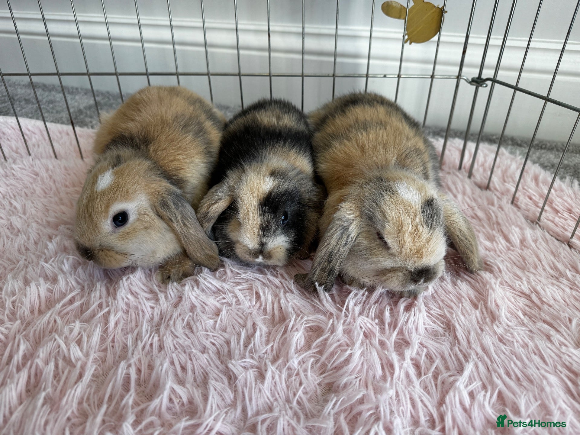 Mini Lop rabbits Gorgeous Baby Mini Lop Girls - Advert 1