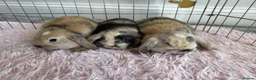 Mini Lop rabbits for sale: Gorgeous Baby Mini Lop Girls - Advert 1