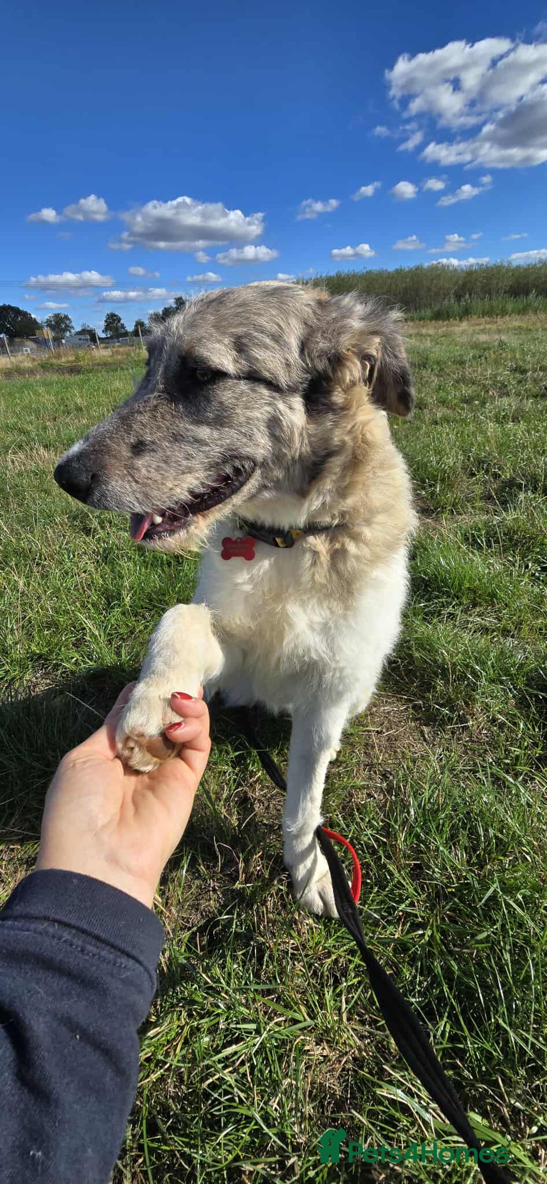 Mixed Breed dogs for adoption: Perfect PICKLE - Image 2