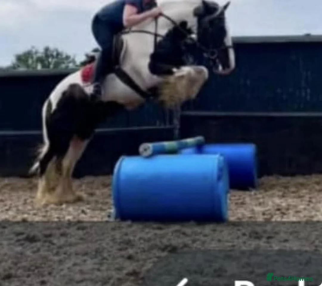 Irish Cob horses for sale: Traditional Cob - Advert 4