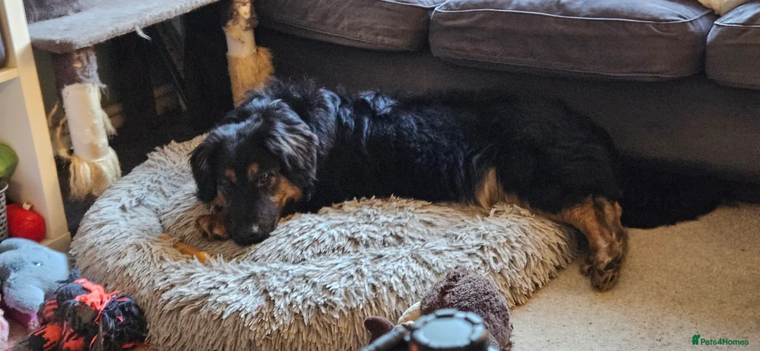 Mixed Breed dogs for adoption: Lovable Lord - Advert 1