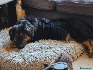 Mixed Breed dogs Lovable Lord - Advert 8