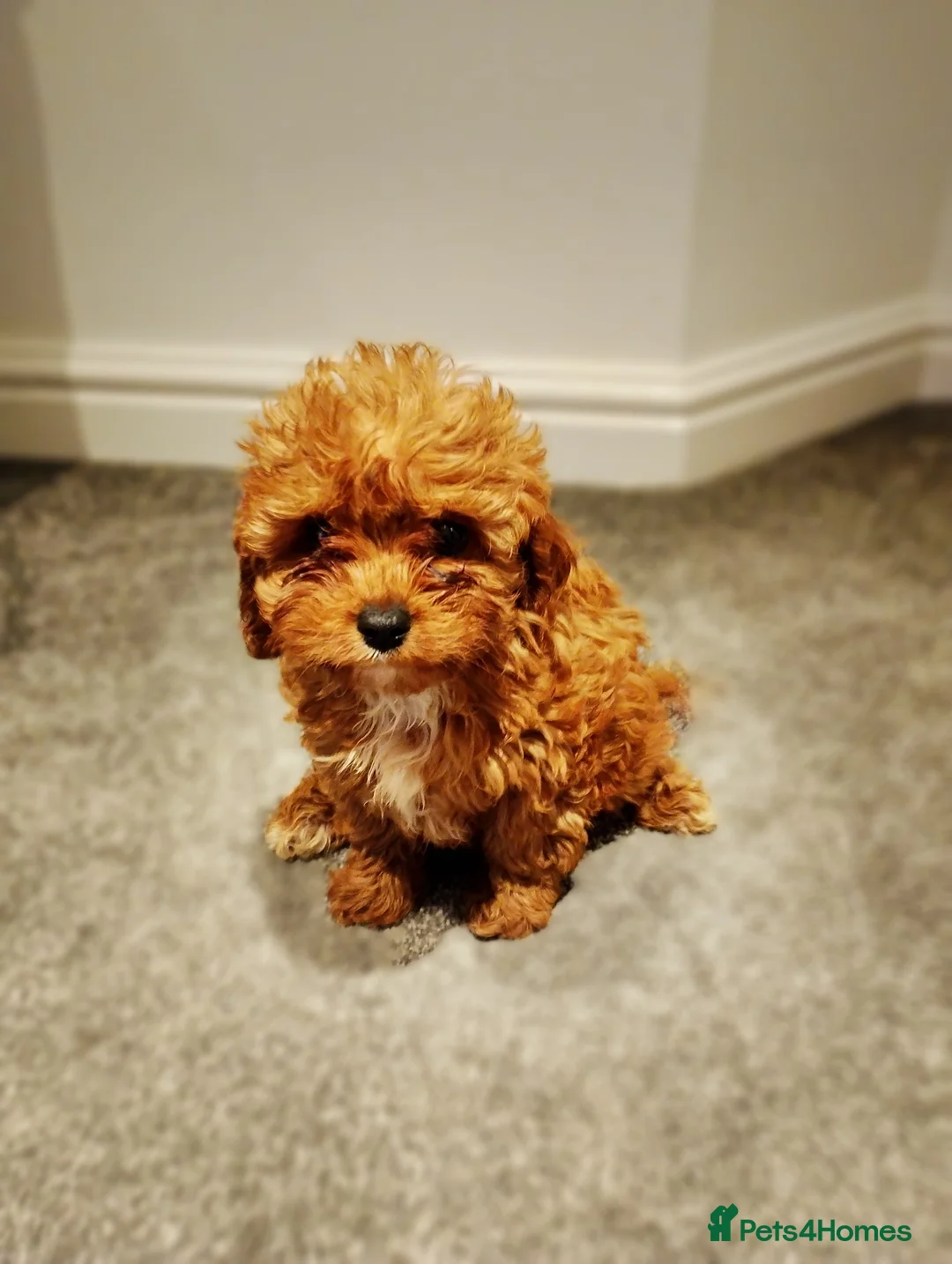 Cavapoo dogs for sale: Stunning F1 Cavapoos ready now ! - Advert 17