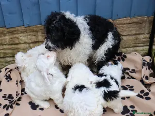 Cavapoo dogs Beautiful Cavapoo Puppies in Tamworth - Advert 15