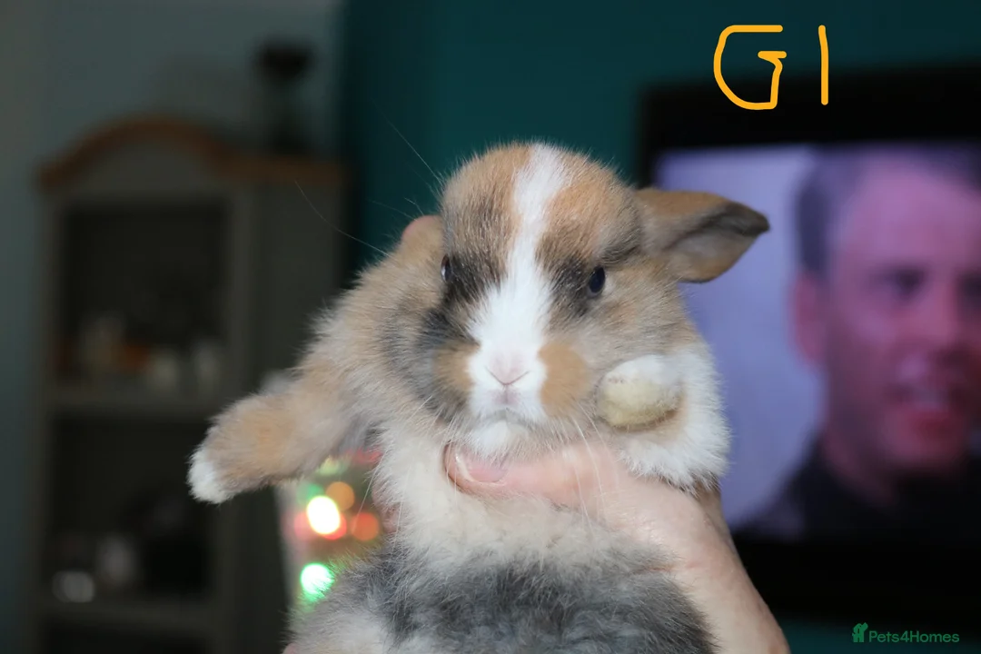 Mini Lop rabbits for sale: 5 Mini Lop x Mini Plush babies  - Advert 11