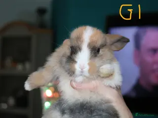 Mini Lop rabbits Only 1 Mini Lop x Mini Plush doe baby left - Advert 16