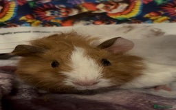 Guinea Pig rodents for sale: Gorgeous Baby Piggies 3 x Girls - Image 7