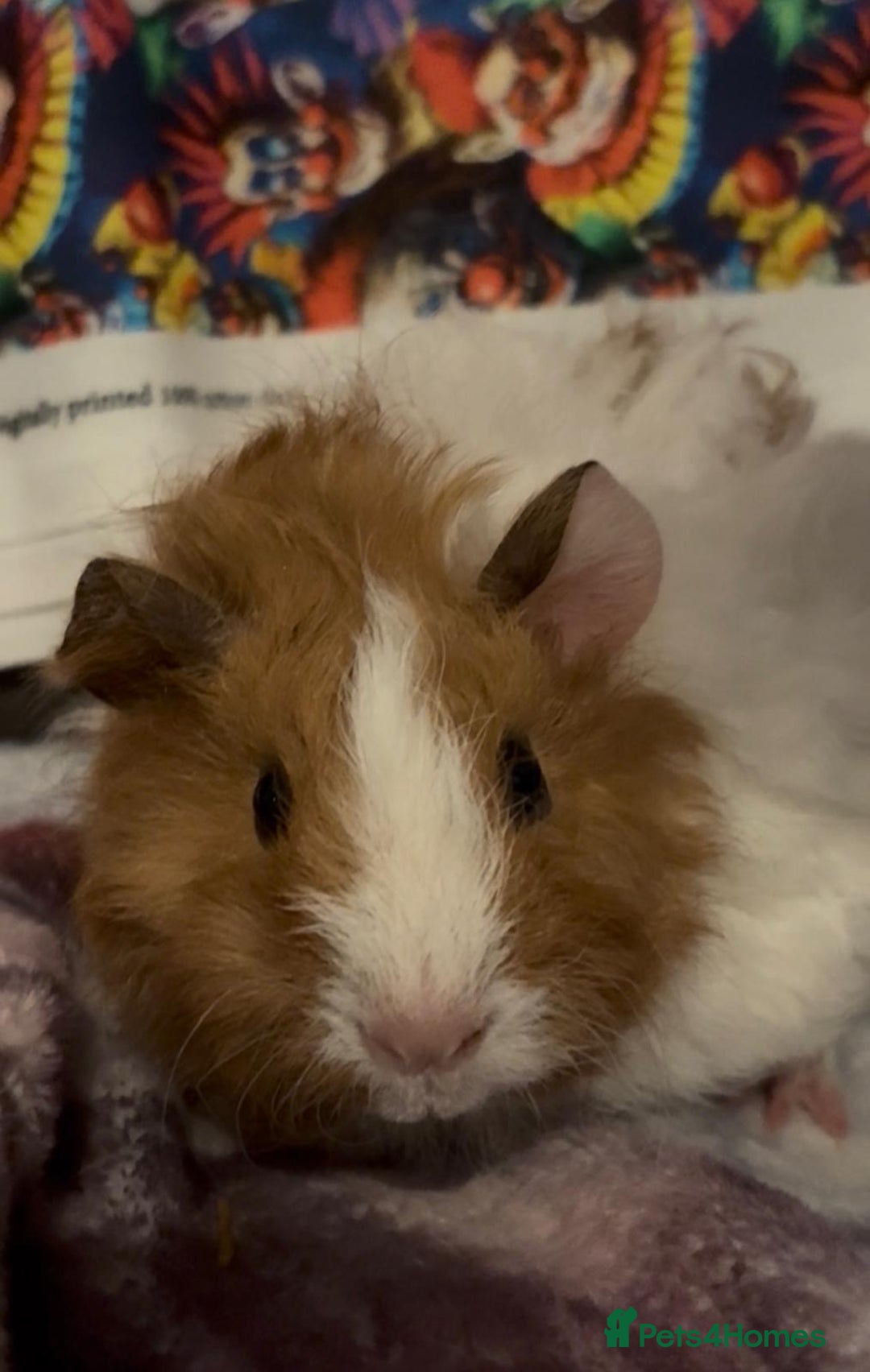 Guinea Pig rodents for sale: Gorgeous Baby Piggies 3 x Girls - Image 7