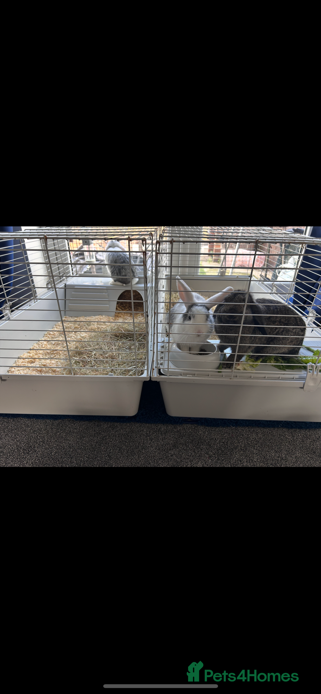 Dwarf Lop rabbits for sale: Rabbits  - Advert 3