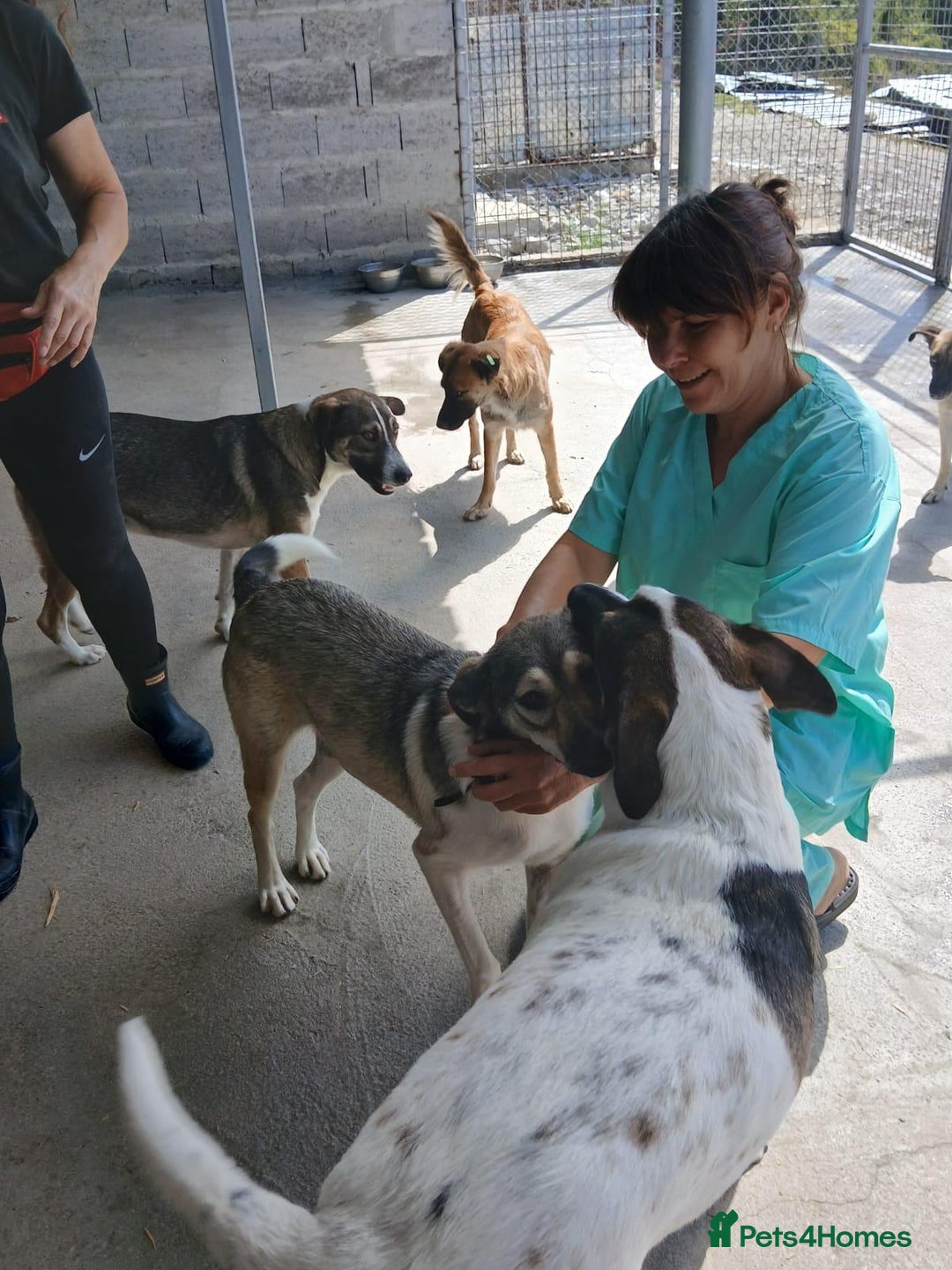Mixed Breed dogs for adoption: Denver, 2 yrs approx. Available for adoption. - Image 4