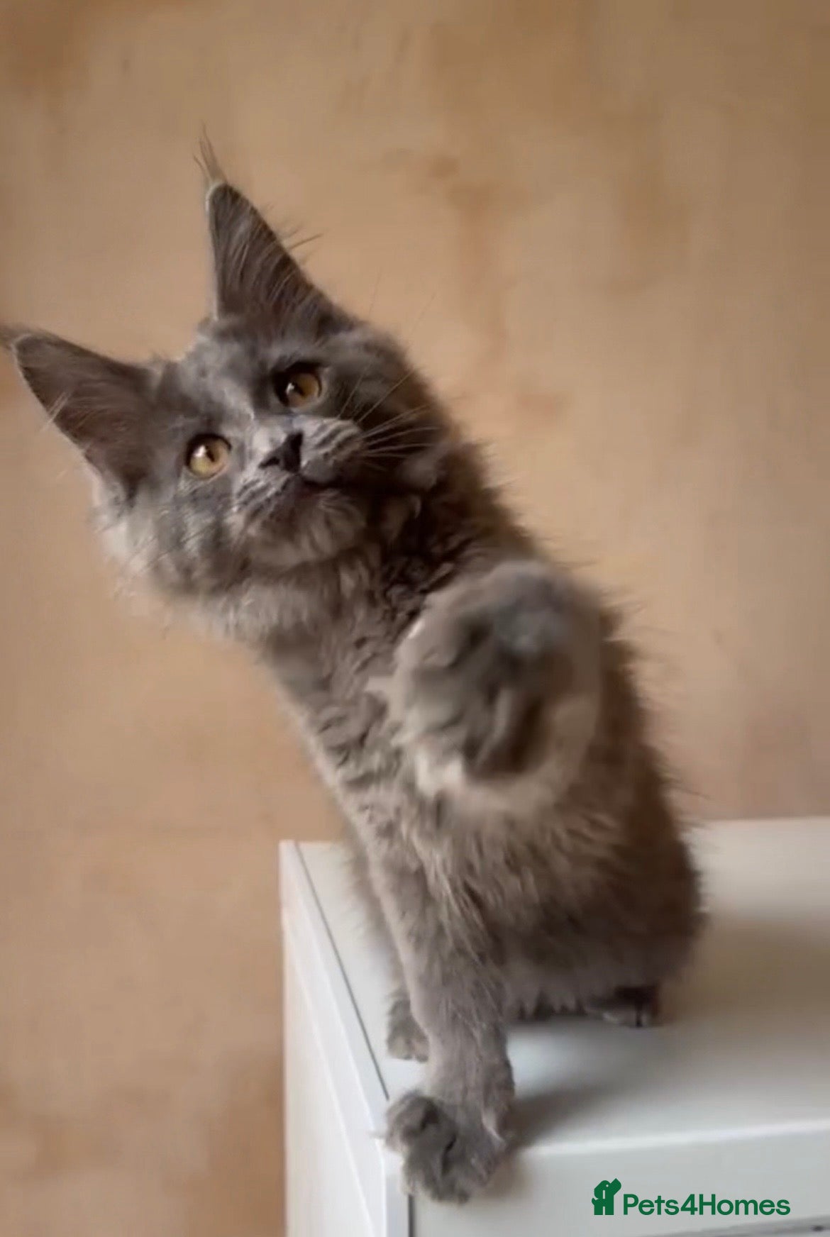 Maine Coon cats Stunning Pedigree Maine Coon Kittens - Advert 1