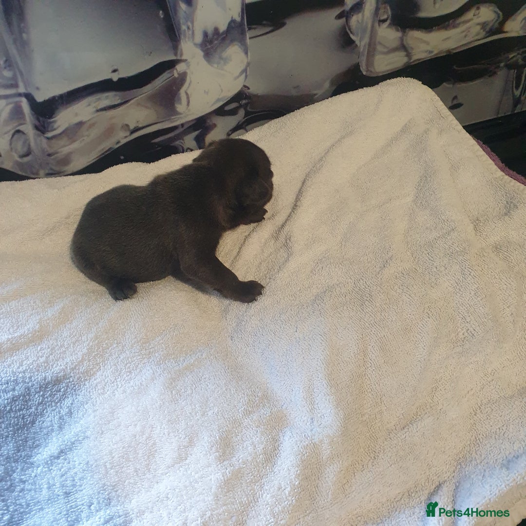 French Bulldog dogs for sale: 4French bulldog puppies 3 weeks old kc registered  - Advert 4