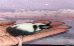 Mouse rodents for sale: Male fancy mice 🐭  in Honiton - Image 5