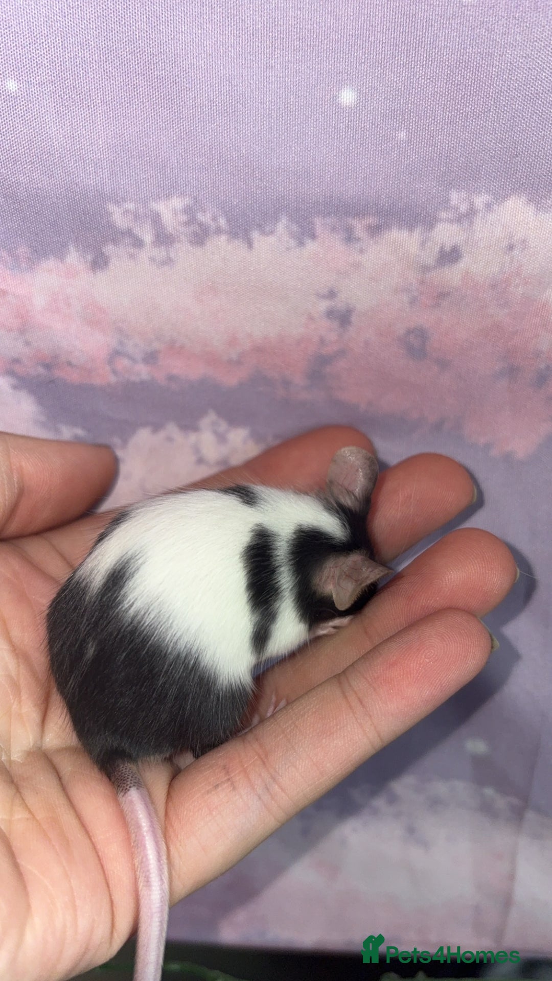 Mouse rodents for sale: Male fancy mice 🐭  in Honiton - Image 5