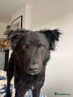 Mixed Breed dogs Sweeet Acer looking for LOVE in Salisbury - Advert 5