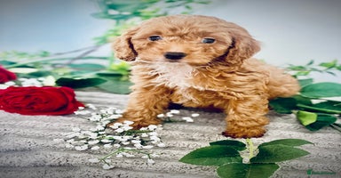 Cavapoo dogs - Advert 7