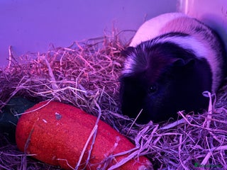 Guinea Pig rodents - Advert 4