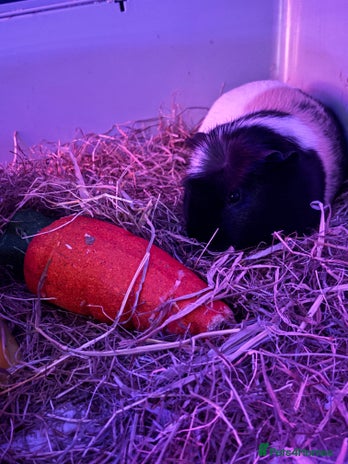 Guinea Pig rodents - Advert 1