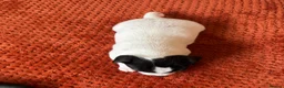 Jack Russell dogs for sale: Jack Russell Puppies - Girls - Advert 11