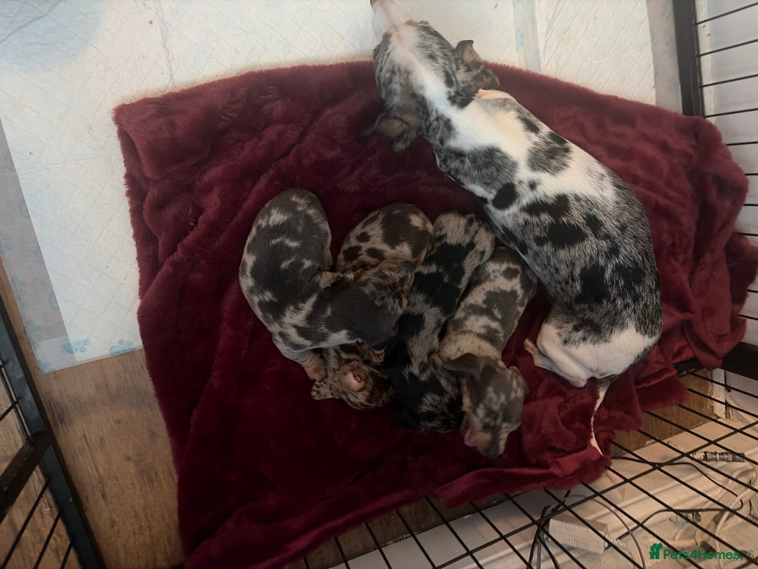 Dachshund dogs for sale: Miniature dachshund pups - Advert 4