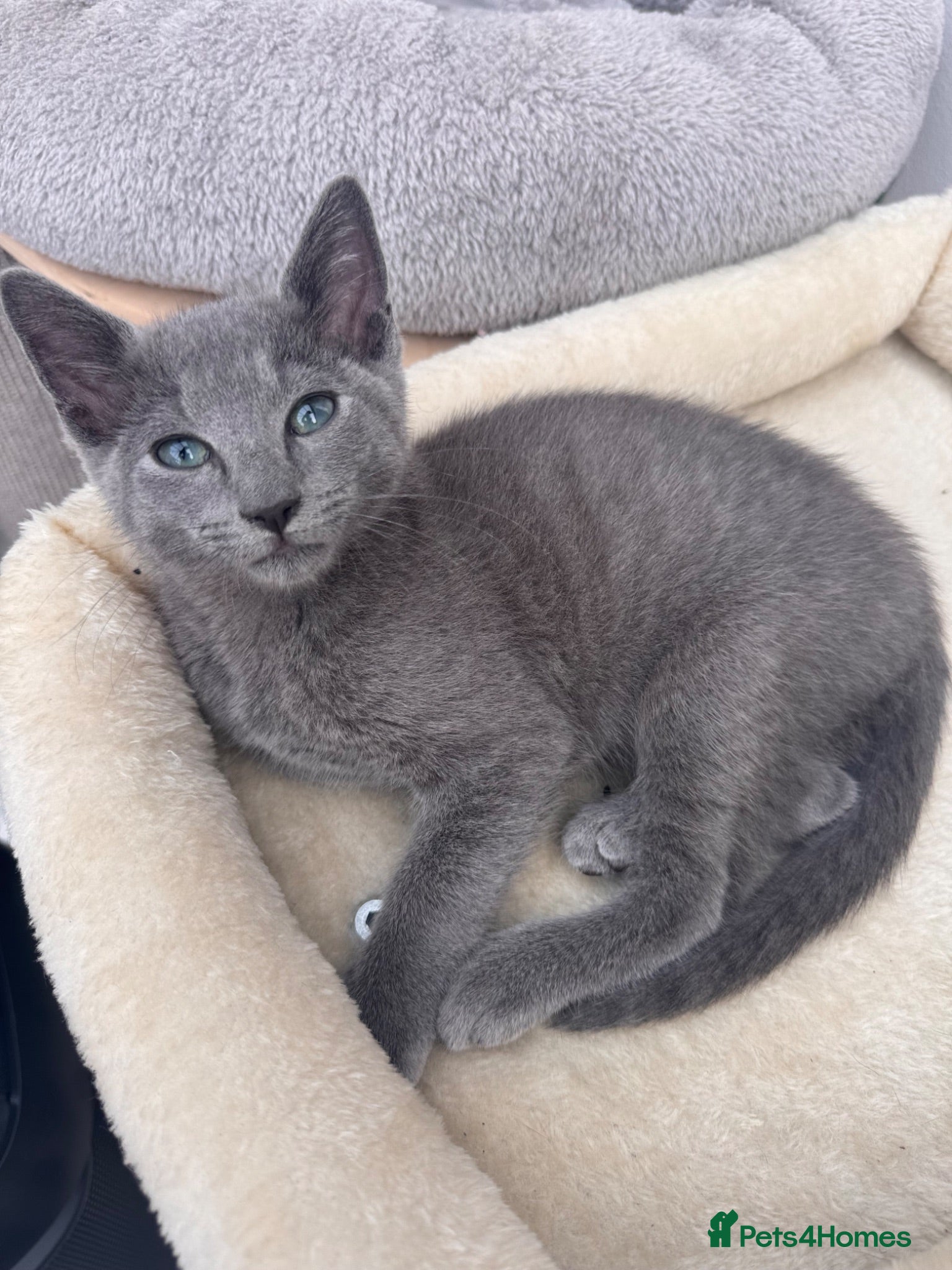Mixed Breed cats Ragdoll cross Russian blue kittens - Advert 1