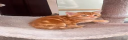 Mixed Breed cats for sale: Kittens  - Advert 5