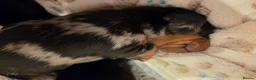 Miniature Dachshund dogs for sale: MINIATURE DACHSHUNDS TO FIND THEIR FOREVER HOME 🏡 - Advert 24