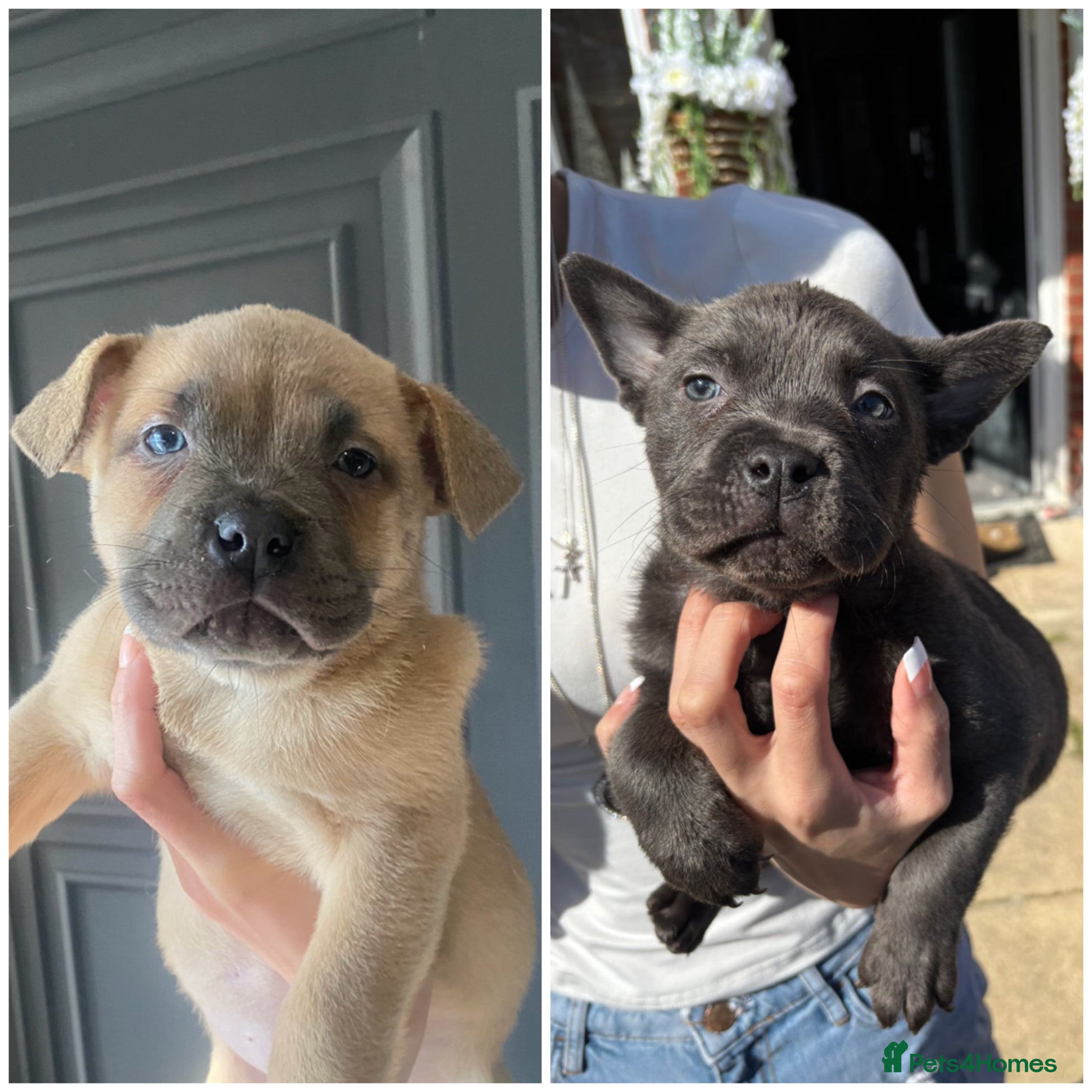 Mixed Breed dogs 2 chowchow mix pups - Advert 1