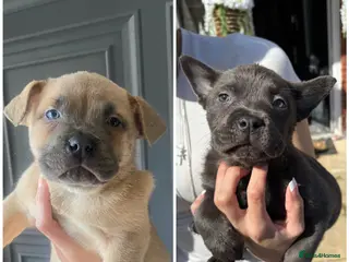 Mixed Breed dogs 2 chowchow mix pups - Advert 1