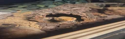 Leopard Gecko reptiles for sale: 2 Leopard Geckos with VIVs & equipment in Sheffield - Advert 7