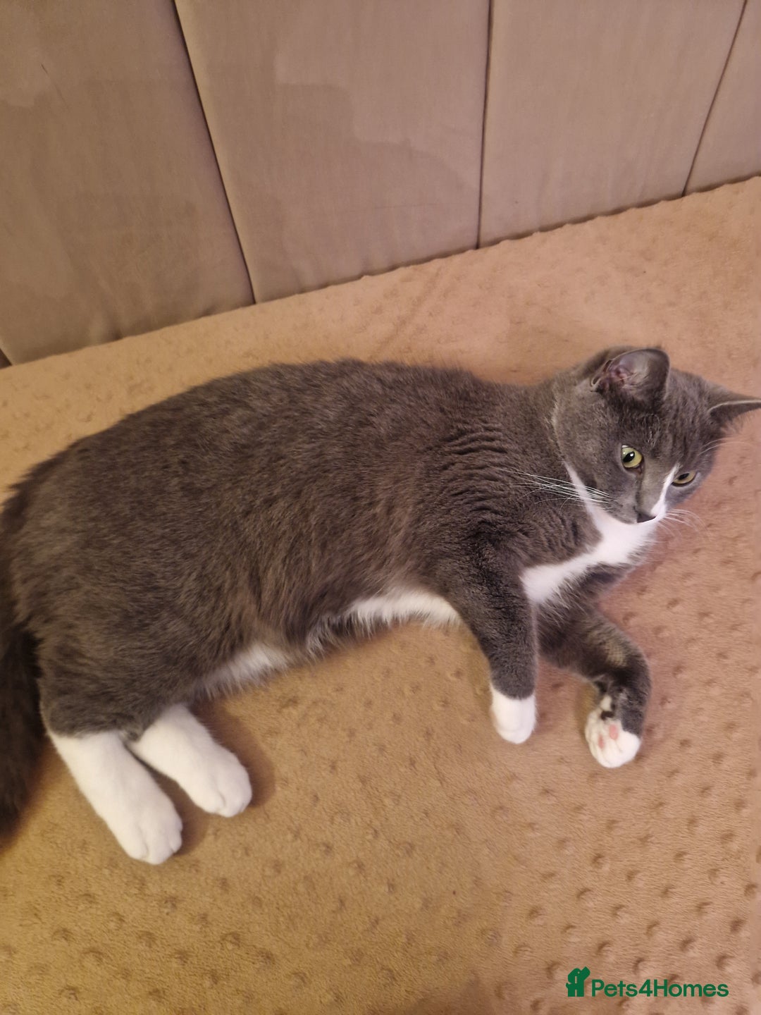 Mixed Breed cats for sale: Mixed breed (pedigree/ragdoll) cat for sale - Advert 2