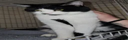 Domestic Shorthair cats for adoption: Young adult rescue male cat needs indoor home in Hook - Advert 1