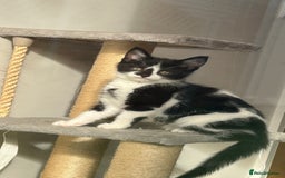 Domestic Shorthair cats for sale: Female Kitten  - Image 5