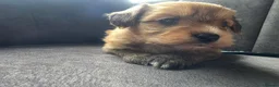 Pomapoo dogs for sale: Pomapoo puppies - Advert 7