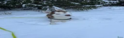 Siberian Husky dogs for stud: Imported Blue Eyed, Red & White Husky Stud - Advert 1